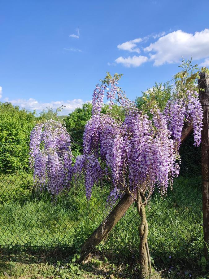 פופי Podere Verdi Colline מראה חיצוני תמונה